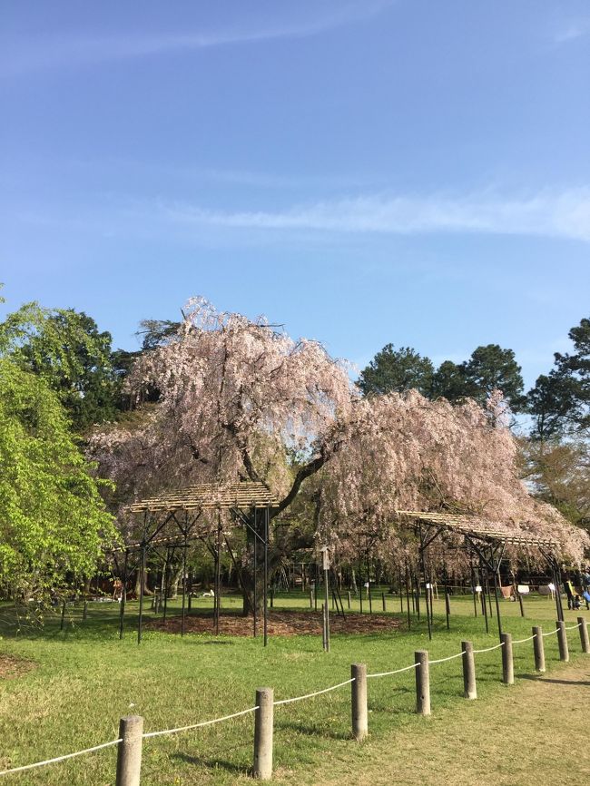  母娘二人旅。初日は上賀茂神社や知恩院。