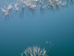 ダムに沈む樹林にも新緑の季節がおとずれました。