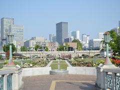 中之島バラ園☆ほぼ咲いてます♪