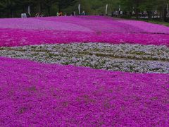 2015親孝行の旅～本栖湖・富士芝桜まつり