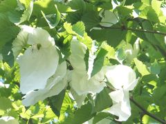 赤城山の麓にある広大な森「赤城自然園」で、あるがままの自然を堪能しました！