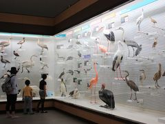 エンジョイ　手賀沼！鳥の博物館は無料でした。
