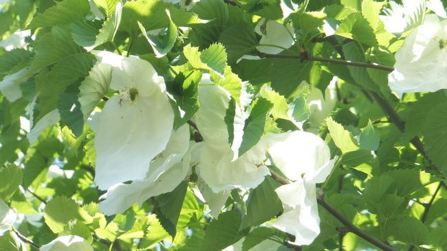 赤城山の麓にある広大な森「赤城自然園」で、あるがままの自然を堪能しました！