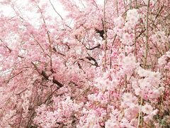 福岡　大濠の桜