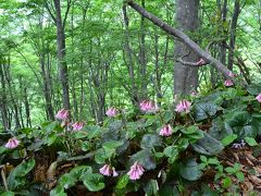 春の花咲く・高島トレイル