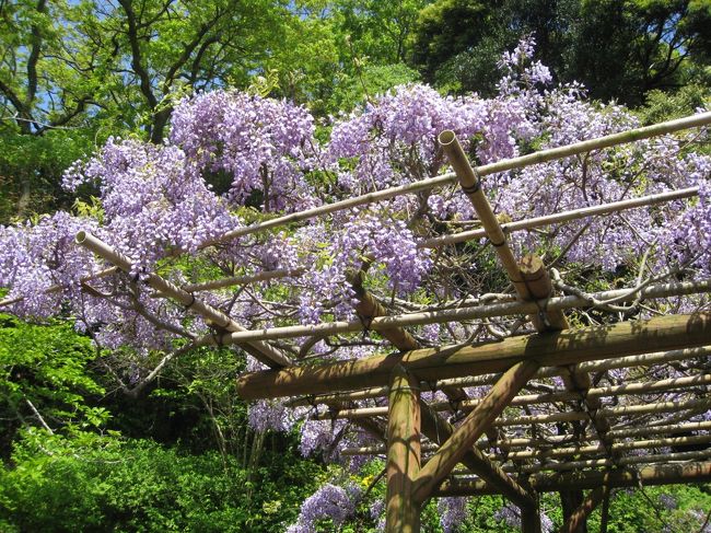 ２０１５年４月２６日（日）、横須賀しょうぶ園にふじを見に行ってきました。開花状況は？と検索したところ、まだ咲き初めのようでした。好天が続いていたので開花が進んだ？で、管理事務所に電話してみると、見頃になってきているというので、行ってみることにしました。<br />名古屋にいた時は、名古屋城を始め、あちこちふじを見に行きましたが、横浜の近辺でふじが綺麗な所は知らなかった。<br />アクセスを調べると、ＪＲ衣笠からのバスはしょうぶ園まで行くが、京急汐入からのバスは下車徒歩１５分となっていたので、横須賀線で行きました。逗子から先は初めて。戸塚に出ると事故があったようで、東海道も横須賀線も１５分以上遅れていた。逗子止まりで、次の久里浜行きを待ったので、衣笠までエンエンかかった。<br />昼食をと思ったが、殆ど店が開いてなかった。バスの時刻を見ると、３０〜４０分に１本。結局、タクシーに乗ったが、千円以下だった。<br /><br />まあ、交通が便利でないからでしょう、日曜だったがそれほど混んではいなかった。入口から見て、左奥がふじ苑だったが、かなり咲いているようだった。<br />坂を登ってふじ苑に行くと、遠くからはかなり咲いているようだったが、蕾も多かった。５／３〜５日辺りが満開だったのでは。<br />家内はひざ痛なので、ゆっくり歩いて展望台にも登ったが、特に展望が良い訳でもなく、途中下にしょうぶ苑やすいれん池が見えて綺麗だった。<br />展望台下にしゃくなげ苑があったが、花は殆ど終わっていた。しょうぶが咲く６月にまた行っても良いと思った。<br /><br />車の方が多いのだろうと思ったが、バスの方も少なくなかった。帰りのバスの時間を見たら、京急汐入行きのバスが沢山出ているのが分かった。<br />５／６までの間、臨時バスが１５分おきほどあった。しょうぶ園のＨＰも見たのだが、臨時バスの情報は無かった。<br />管理事務所に電話した際、アクセスを聞けば良かった。距離はかなりあったようだが、京急の方が電車の本数が多いので便利。<br />もう少しＰＲをしたら良いのではと思った。