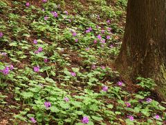 世界に１ヶ所だけの花、ここにしかない鳴神山のカッコソウ