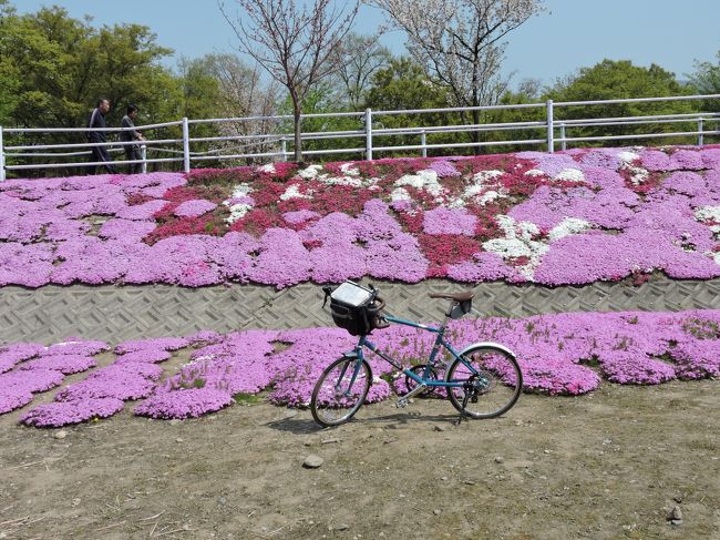 花を見に、いろんなとこ行きました。<br />山形にもこんなところがあったんですね。<br />芝桜は、個人のおじいちゃんが作っていたとか・・・<br />でもそのおじいちゃん亡くなったので、今は守る会のかたが、管理してくれているそうです。<br />サイクリングロードになってますが、気持ちのいい走りが出来そうな、さわやかなところでした。<br />