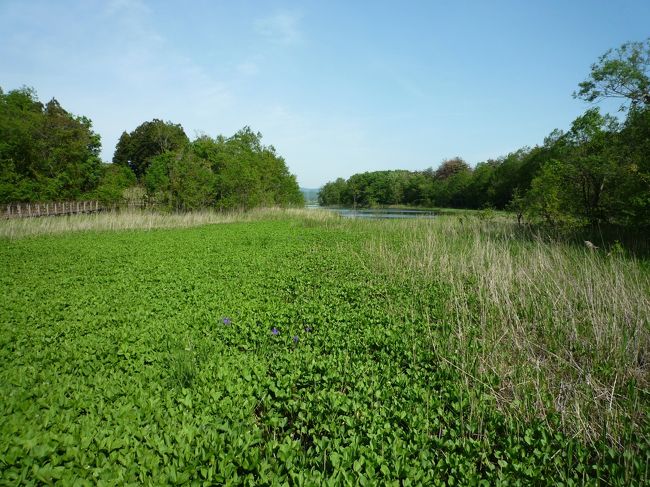 新潟県上越市大潟区に位置する都市公園「大潟水と森公園」日本海沿岸の砂丘後背地に発達した“潟”を舞台にし、“潟”の貴重な自然を残し伝えつつ、自然を学ぶ場として、旧大潟町(現上越市)によって昭和61年に設立された丸山公園を母体として、平成12年に歴史ゾーンを皮切りに「大潟水と森公園」として開園しました。水と森に囲まれ、雄大で美しい自然を有し、春にはサクラ、夏にはアジサイ、秋には紅葉や美しく色づいた果実が訪れる皆さまを迎えてくれます。また、公園には“鵜の池”と“朝日池”の2つの大きな池が隣接し、朝日池にはハクガンをはじめとしたマガン、オオヒシクイなどのガンの類、コガモ、ミコアイサなどのカモ類など多くの水鳥が飛来します。この他、歴史を感じさせてくれる丸山古墳や“いくじ”とよばれる地層をみることもできます。さらに、かまどを完備した炊事棟、横になってゆったりとすごせる休憩施設、涼しさを演出するふんすいなど、さまざまな施設も備えています。http://ogata.greenery-niigata.or.jp/