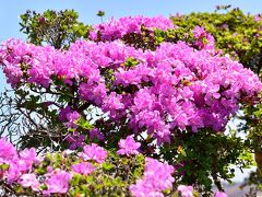 ミヤマキリシマが咲きました、経塚山。