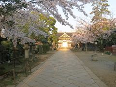 上野公園の桜と金色に輝く東照宮