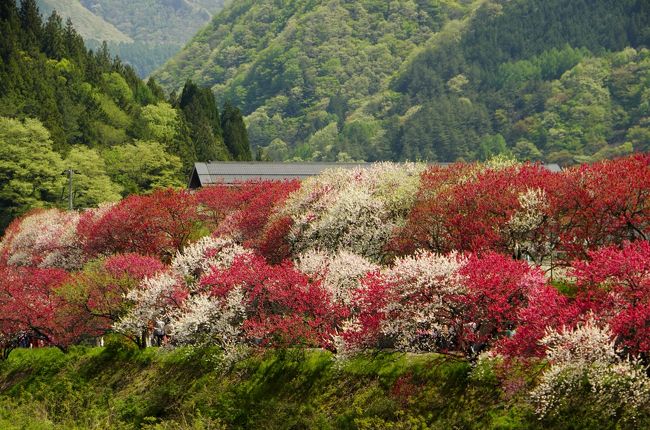 2015年5月3日　長野県 阿智村の最大規模を誇る花桃の里へ。