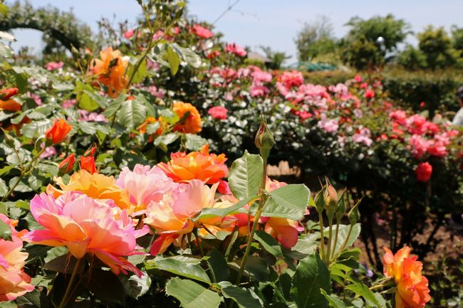 5/11、花菜ガーデンの “ローズフェスティバル” が始まったので行って来ました。<br />開花状態は７〜８分ですが、今が正に旬の見頃・・・<br />薔薇たちが華やかに輝いていました・・・<br />