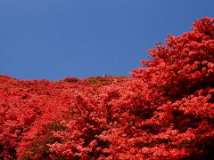 一目千本は、吉野山の桜、一目百万本は・・・２０１５年