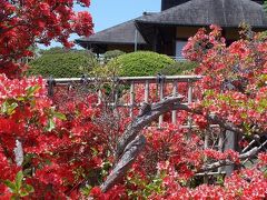 「『日本遺産』に　選定された！？　水戸」・・で　歴史遺産巡り。　赤ツツジが、満開！の　大名庭園『偕楽園』　＆　藩校『弘道館』。