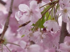 桜咲く春の京都へ1泊2日～2015.4.9-10④～