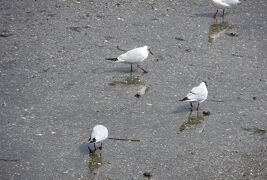 2015春、蒲郡の名所(2/16)：4月22日(2)：蒲郡、竹島、潮干狩り光景、鳶、ユリカモメ