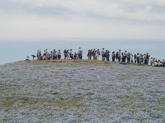 2015 ゴールデンウイーク花散歩　ひたち海浜公園