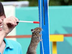 風が強い新緑の初夏は地元埼玉こども動物自然公園を満喫（３）アニマルステージやコアラ展＆動物園のさまざまなスポット