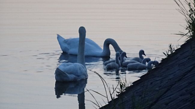 速報版 荒牧バラ園はバラが満開 上の池では白鳥のヒナが5羽元気に育っています 兵庫県の旅行記 ブログ By Hn11さん フォートラベル 速報版 荒牧バラ園はバラが満開 上の池では白鳥のヒナが5羽元気に育っています 兵庫県の旅行記 ブログ By Hn11さん フォートラベル