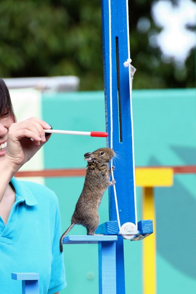 今年2015年で早くも８回目になる埼玉こども動物自然公園訪問。<br />とはいえ、終日、動物園で過ごすのは久しぶりです。<br />お気に入りの動物や目当ての子には時間をかけた上で広大な園内をくまなく回ろうと思ったら、終日いても時間は足りません。<br />本日は４つのミッションがあったので、今回は東園のカピバラ・マーラ舎、カンガルー・コーナー、北園のではなかよしコーナー、小動物舎、ペンギンヒルズ、そしてシカとカモシカの谷とコバトンロードは割愛しました。<br />そのため、少し時間の余裕ができたので、久しぶりにアニマルステージを見学しました。<br /><br />埼玉こども動物自然公園のアニマルステージは、凝った芸が披露されるわけではなく、前に見たのと内容に大きく変わりはありませんでしたが、登場する選手の一部は交代していたし、なにより飼育員さんたちが意思疎通ができない動物との信頼関係を築いてきたことが分かります。<br />今回も、見学していてほのぼのとできるステージでした。<br />それに、こういうのは、動物のことをよく知れば知るほど、楽しみと奥の深さが分かると思いました。<br /><br />また、森の教室のコアラ展が５月いっぱいで終わりなので、もう一度見に行きました。<br />ただ、オーストラリアの動物に関する興味深いVTRもやっていたのですが、あまり時間をかけて見学できませんでした。<br /><br />他に、本日、風は強かったけれど、午後14時半くらいまでは天気が良かったので、まだまだ自然にあふれる動物園内、風景としてとらえると、写欲がそそられるところが多くかったです。<br />なので、一度撮ったところも含めて、また園内のあちこちのスポットの写真も気のむくまま撮りました。<br />その中には、いつものようにランチの写真や売店で買った商品の写真もあります。<br /><br />＜久しぶりに１日埼玉こども動物自然公園を満喫した日の旅行記のシリーズ構成＞<br />□（１）Mission No.１のレッサーパンダ：へっぴり腰で木から下りるお外ソウソウくん＆No.２のコアラ：エミちゃんとハニーちゃんの姉妹おんぶ<br />□（２）Mission No.３のワオギツネザルの赤ちゃん＆No.４のキリンの赤ちゃん＆その他の動物たち<br />■（３）アニマルステージやコアラ展＆動物園のさまざまなスポット<br /><br />＜タイムメモ＞<br />08:45　家を出る<br />09:25　高坂駅発の鳩山ニュータウン行きのバスに乗車<br />09:35　埼玉こども動物自然公園に入園<br />09:45-09:50　子ウシ＆マヌルネコ<br />09:50-12:30　レッサーパンダ<br />（屋外：ソウソウ＆ハナビ、屋内：ミンミン）<br />12:40-12:45　マーラ＆ヒメマーラ<br />13:00-13:55　コアラ<br />（13:00〜ユーカリ交換＆飼育員のお話）<br />13:55-14:15　東園でランチ休憩<br />14:20-14:45　アニマルステージ<br />14:45-15:15　買い物＆休憩<br />15:20-15:50　ワオギツネザル<br />15:55-16:00　森の教室のコアラ展<br />16:15-16:25　キリン<br />16:45-16:55　放し飼いマーラ・カンムリシロムク舎<br />17:00頃　埼玉こども動物自然公園を出る<br />18:15頃　帰宅<br /><br />※これまでの動物旅行記の目次を作成しています。随時更新しています。<br />「動物／動物園と水族館の旅行記〜レッサーパンダ大好き〜　目次」<br />http://4travel.jp/travelogue/10744070<br />