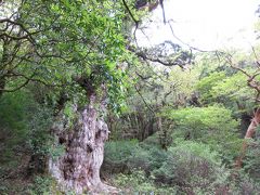 二泊三日世界遺産屋久島の旅