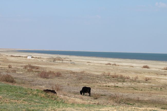 カザフスタン共和国の西カザフスタン州には、シャルカル湖という美しい湖があります。<br />シャルカルという意味は、チュルク語で「雪のように輝く」という意味です。<br />現在ではチャルカル湖とも言われています。塩湖でまん丸の形をしています。<br />北部カザフスタンにも、同名の塩湖シャルカル湖があります。こちらは馬蹄形をしています。<br />