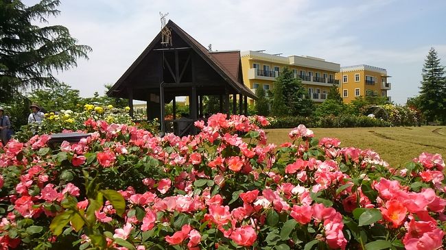 刈谷市半城土にあるミササガパーク(猿渡公園)へでかけてきました。<br />大輪の薔薇が満開でした。何色も並んで珍しい色もあります。<br />きれいに手入れをされてあり花の香りもします。気持ちの良い公園です。<br /><br />近くにお洒落なカフェがあり味も美味しかったです。<br />モーニングも有るようなので又出掛けて行きたいです。<br /><br /><br />刈谷市とカナダのミササガ市と姉妹都市を結んで今年で３０周年を迎えています。<br />刈谷市・ミササガ市姉妹都市提携30周年記念誌｜刈谷市<br />http://www.city.kariya.lg.jp/shisetsu/supotukoen/misasagapaku/