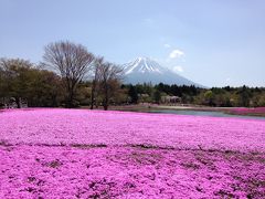 日帰りバスツアーで富士芝桜まつり