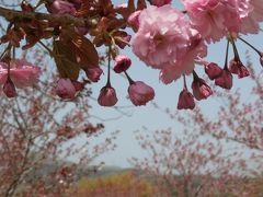 2015　函館の桜さがし　『きじひき高原展望台』＆『八郎沼公園』と元町散策＆函館裏夜景☆､｡･:*:･ﾟ`★.｡･:*:･