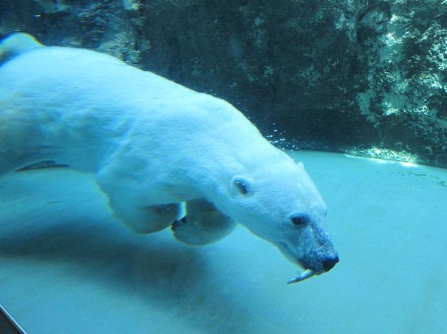 子供が年長ということで、夏休みをずらして北海道へ家族で旅行に!<br />旭山動物園はかねてから息子が行きたい!と言っていた場所!<br />すごく喜んでくれたのがとっても印象的でした!<br /><br />・7月11日(木):羽田→新千歳空港:私のみ仕事で別便:南千歳駅徒歩5分位のビジネスホテル宿泊<br />・7月12日(金):富良野→旭川 ファーム富田等に行く いちいの宿に宿泊<br />・7月13日(土):旭山動物園! 札幌タワー日航ホテル宿泊<br />・7月14日(日):ノーザンファームに行く 新千歳→羽田<br /><br />【旅費】<br />■バス代 ¥1,500<br />■Lunch ¥2,479<br />■電車代1名分 ¥430 <br />■1人でディナー ¥500<br />■電車代2名分 ¥680<br />■家族でディナー ¥2,470<br />■ホテル ¥10,400<br />■お茶等 ¥200<br />■レンタカー ¥15,120<br />■高速料金(新千歳→旭川) ¥1,800<br />■Lunch ¥2,900<br />■メロンお土産代 ¥4,500<br />■ローソンでお茶 ¥501<br />■'ファーム富田でアイス 200<br />■お茶 ¥250<br />■2日目:いちいの宿ホテル代 ¥28,525<br />■旭山動物園 ¥1,600<br />■Lunch ¥2,000<br />高速料金(旭川→札幌) ¥3,400<br />お土産代 ¥1,050<br />■札幌日航タワー宿泊 <br />クーポンでお支払い ¥0<br />■ディナー ¥5,236<br />高速代 ¥1,250<br />■ノーザンホースパーク乗馬 ¥1,800<br />■お土産 ¥483<br />■Lunch ¥4,100<br />■レンタカーを返すガソリン代 ¥3,983<br />■ドラえもんミュージアム ¥3,900<br />■飛行機代:1部マイルとクーポン ¥7,120<br />■お土産 ¥1,860<br />■バス代 ¥2,000<br />■合計 ¥112,237<br />