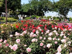 久し振りの横浜は中華街とバラの咲く港の見える丘公園