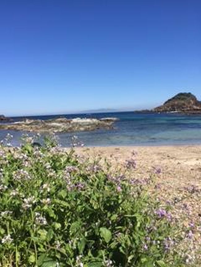 春休み、家族旅行に行きました。<br />今年の伊豆高原の桜は咲き始まりでしたが、帰りの週末は五部咲きできれいでした。<br /><br />子供たちと下田や爪木崎へドライブ。<br />海がとてもきれいでした。