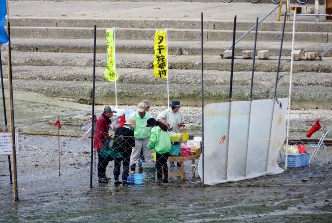 2015春、蒲郡の名所(5/16)：4月22日(5)：竹島、潮干狩、ユリカモメ、ダイサギ、鳶