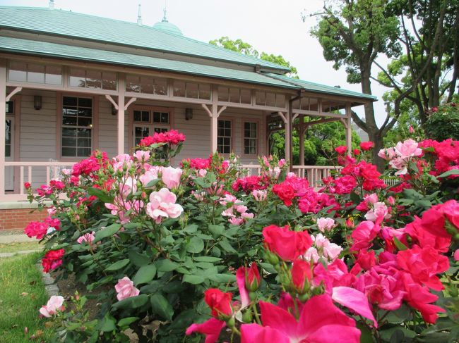 平塚で“バラ”と言えば、「神奈川県立 花と緑のふれあいセンター・花菜ガーデン」の「薔薇の轍」が有名ですが、そちらへは昨年行きましたので今年は違うところで“バラ”を楽しんできました。<br /><br />行き先：<br />平塚市総合公園<br />ＰＩＬＯＴ 平塚事業所<br />八幡山の洋館<br />平塚駅南口ロータリー<br /><br />お知らせ：<br />関東有数の1,170品種・1,900株のバラが咲く、花菜ガーデンの「ローズフェスティバル」、今年は6月14日まで開催されています。<br />今日の咲き具合をみると、早目が良いみたい。^^<br /><br /><br />昨年の春の「ローズフェスティバル」の旅行記はこちら。↓↓<br />http://4travel.jp/travelogue/10887315<br /><br />秋はこちら。↓↓<br />http://4travel.jp/travelogue/10945708