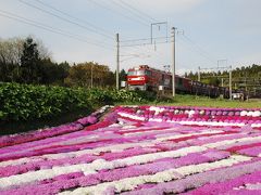 列車から眺められる木古内のシバザクラ（北海道）