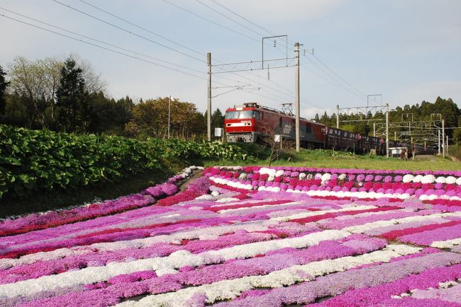 本州と北海道を連絡する津軽海峡線は、途中から江差線を通り、函館につながっています。<br /><br />江差線の木古内町札苅（さつかり）付近では、列車の窓から美しい彩りのシバザクラが眺められます。<br /><br />各駅停車しか止まらない札苅駅に降り、趣味で栽培している村上さん家のシバザクラ庭園を訪れます。<br />