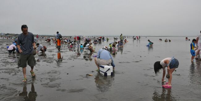 海辺の町で生まれ育った私は、子供のころ、夏になると毎日のように遠浅の海で泳いでいました。 潮がくるぶしくらいになると足で砂を掘り、たちまちバケツからこぼれるほどのアサリやハマグリを採って家に帰ったものです。<br /> ところがその後、そういう遊びからすっかり遠ざかっていると、いつの間にか潮干狩りが有料になっているではありませんか。<br /> そうなると馬鹿々々しさが先にたって行く気になれません。 意地でも行くものかという気持ちにもなりました。<br /> しかし歳をとると昔への郷愁は募るばかりで、ついに3年前、娘夫婦をダシにのこのこと海へ出かけてみたのです。<br /> するとそれが思いのほか楽しく、あっという間に網袋が一杯になるほど採れたので味をしめ、今回は夫君のご両親も誘って“柳の下のどじょう”を狙うことにしました。<br /> そうそう、前回はまだ生まれていなかった孫も一緒です。
