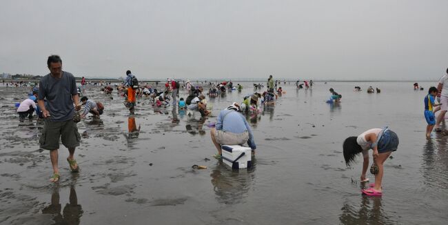 　海辺の町で生まれ育った私は、子供のころ、夏になると毎日のように遠浅の海で泳いでいました。　潮がくるぶしくらいになると足で砂を掘り、たちまちバケツからこぼれるほどのアサリやハマグリを採って家に帰ったものです。<br />　ところがその後、そういう遊びからすっかり遠ざかっていると、いつの間にか潮干狩りが有料になっているではありませんか。<br />　そうなると馬鹿々々しさが先にたって行く気になれません。　意地でも行くものかという気持ちにもなりました。<br />　しかし歳をとると昔への郷愁は募るばかりで、ついに３年前、娘夫婦をダシにのこのこと海へ出かけてみたのです。<br />　するとそれが思いのほか楽しく、あっという間に網袋が一杯になるほど採れたので味をしめ、今回は夫君のご両親も誘って“柳の下のどじょう”を狙うことにしました。<br />　そうそう、前回はまだ生まれていなかった孫も一緒です。