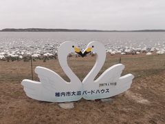 春の渡りの中継地として立ち寄るハクチョウさんたち！【稚内市・大沼バードハウス】