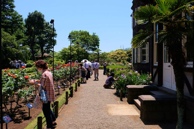 庭園美しさとと薔薇の綺麗な　旧古河庭園に今年も<br /><br />　薔薇の咲くころに成りました。<br /><br />旧古河庭園バラフェステｲバル<br />https://www.tokyo-park.or.jp/special/rose/furukawa.html