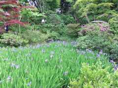 燕子花と紅白梅(国宝)を見に根津美術館を訪ね、庭のかきつばたをみてきました
