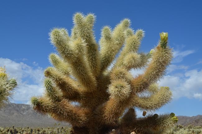 Joshua Tree National Park（2015GWの旅行記）