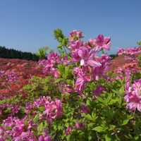 出張のついでに葛城山のツツジと石光寺のシャクヤク