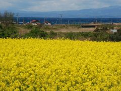 陸奥横浜の「菜の花王国」を訪ねて（青森）