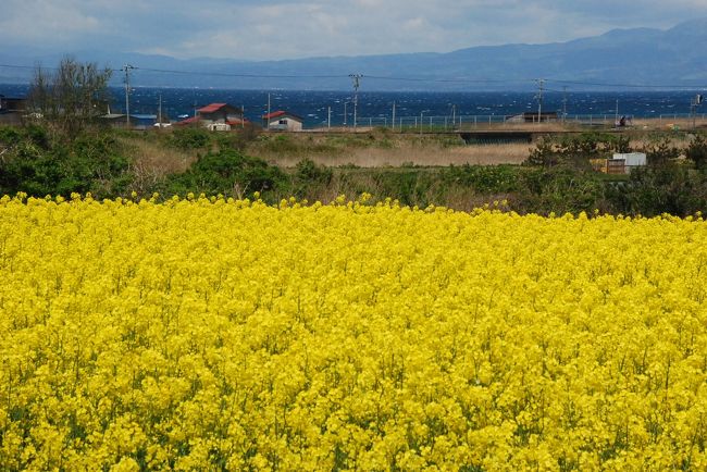 北海道からの帰り道に、下北半島南側の陸奥横浜町の「菜の花畑」を訪れます。<br /><br />陸奥横浜の農家が栽培している菜の花畑は、2015年は5/1に開花宣言。今が見頃を迎えています。<br />広大な農地が一面黄色くなり、美しい彩りになります。<br /><br />5/16･17･23･24には、菜の花フェスティバルが開催されます。<br />