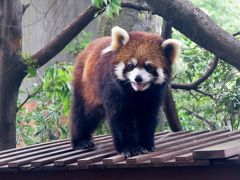 初夏のレッサーパンダ紀行【１】 市川市動植物園＆上野動物園　どうしても女の子パンダのお腹が気になる季節・・・今年はどう？ ルルちゃん、ソラちゃん、カリンちゃん＠市川　アンアンちゃん＠上野