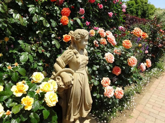 平塚市にある花菜ガーデンは2010年3月にオープンした園芸や農業を学べる広大な施設です。とはいえ若い施設なので四季折々に咲く花や木々の数も少なくまだ成長途中だろうと思っていました。<br />5月に入りフラワーゾーンのバラがきれいに咲き始めたとの情報得て、開園5年目のバラ園を中心にその成長ぶりを見てきました。