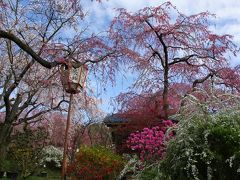 2015年京都の桜は少し早い