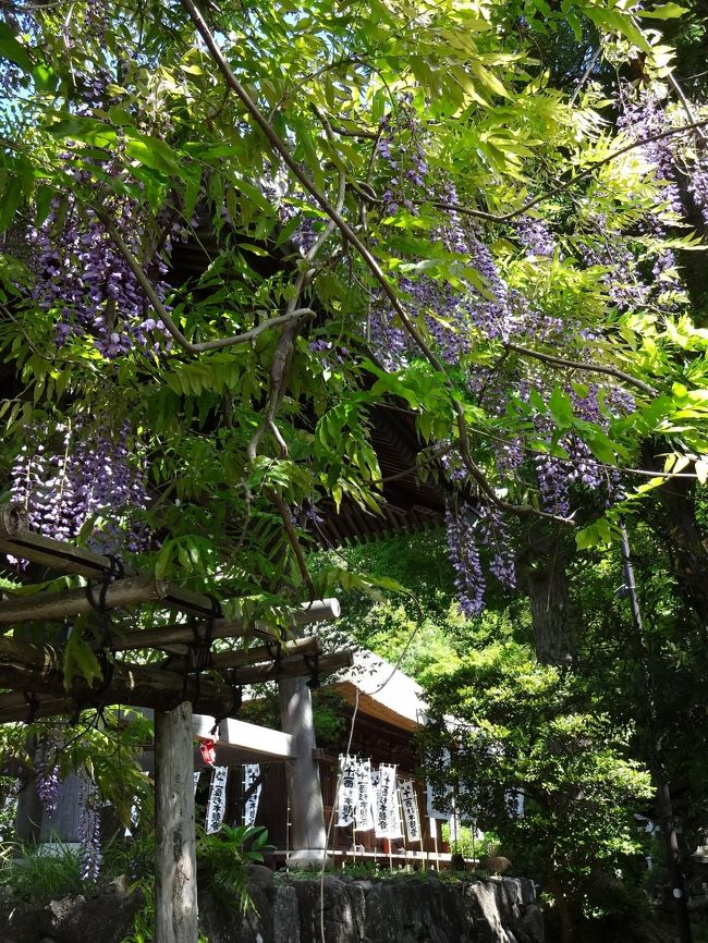 裏道小道を歩いて杉本寺明王院光触寺(鎌倉三十三観音1,7,8)